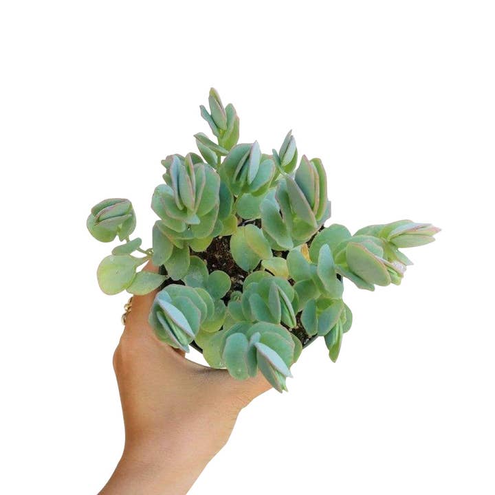 Best Plant Friend - Wholesale Succulent - Kalanchoe marnieriana - Marnier's Kalanchoe1