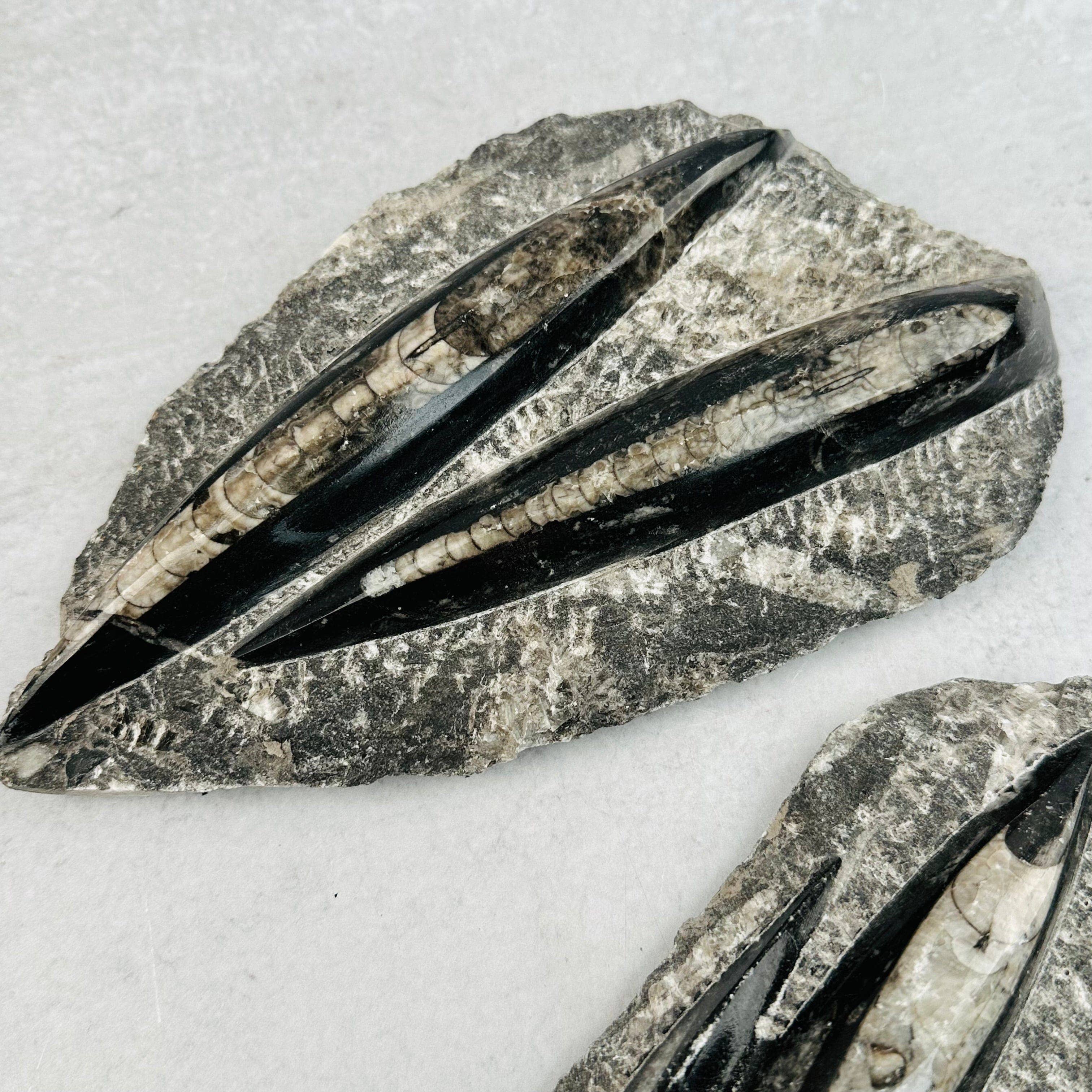 Rock Paradise - Wholesale Spiritual Stone/Crystal - Orthoceras Plaque - 2 Orthoceras - Fossil Collection6