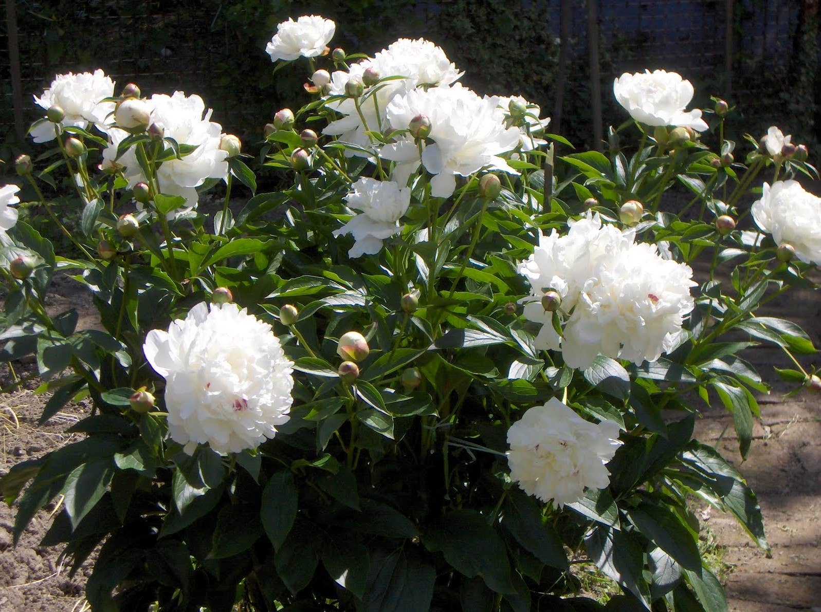 GardenPerspective – wholesale Levande växt – Peony Festiva Maxima Barrotade levande växter för utomhusträdgård3