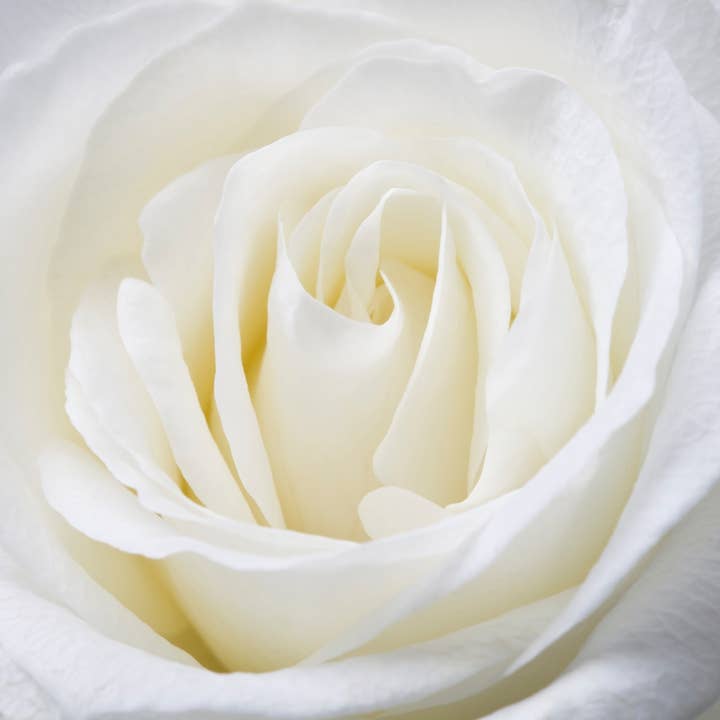 2626 Designs - Wholesale Dried/pressed flowers - 12, 16 Inch Long Premium Preserved Real Red / White Roses 16