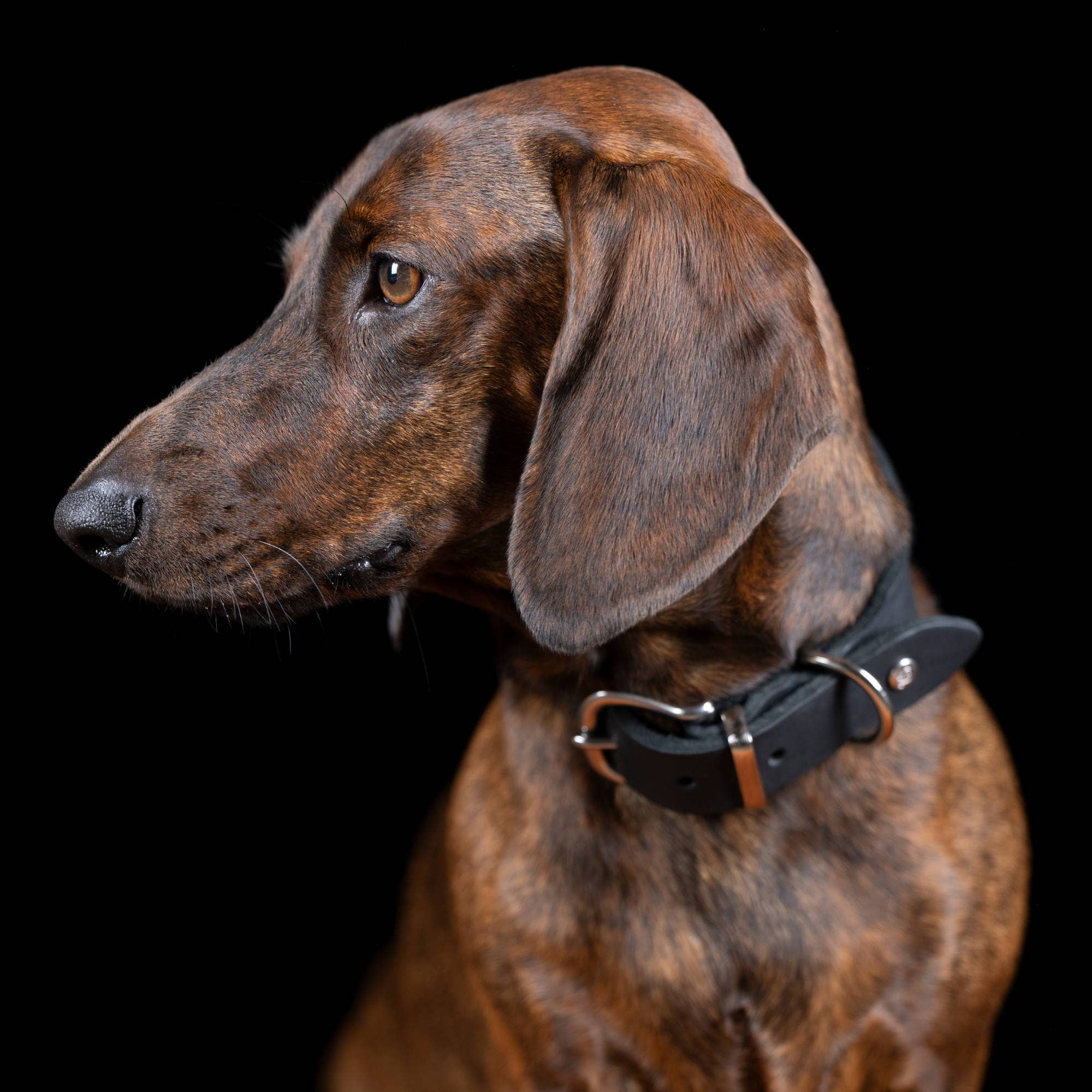 LABONI - Volentis GmbH - Vente Collier – chien - Collier pour chien GIRO en cuir souple à prise ferme35