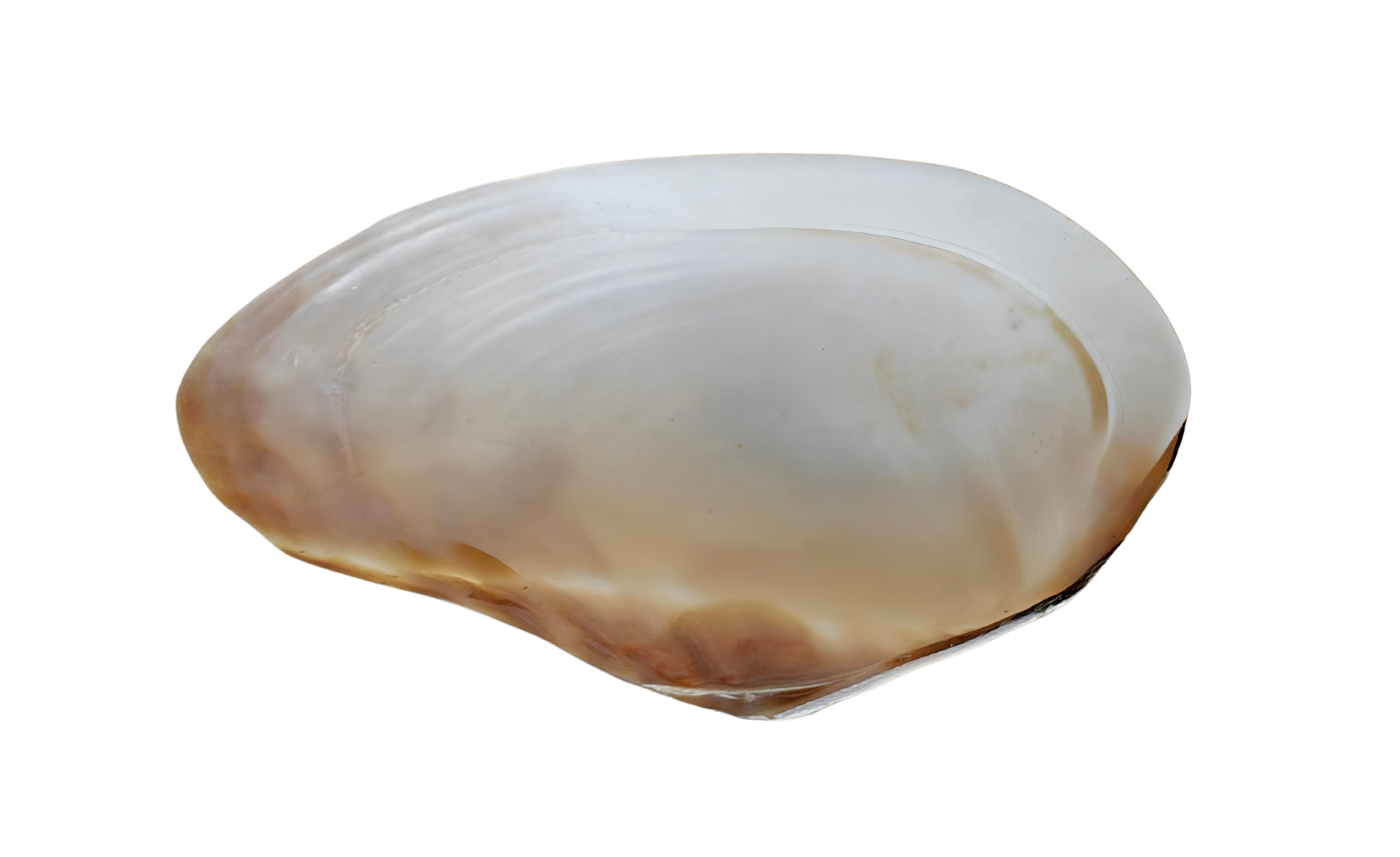Product Import Holland - Wholesale Decorative Tabletop Object - Unique large shell Kupang 20-22 cm! - mother-of-pearl - mussel2