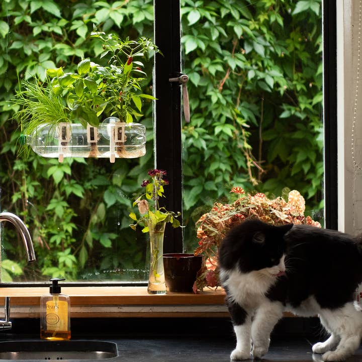 Shroot: Kabloom Seedboms – wholesale Plant seeds – The Bottle Farm - Hydroponic Garden Grow Herbs & Vegetables6