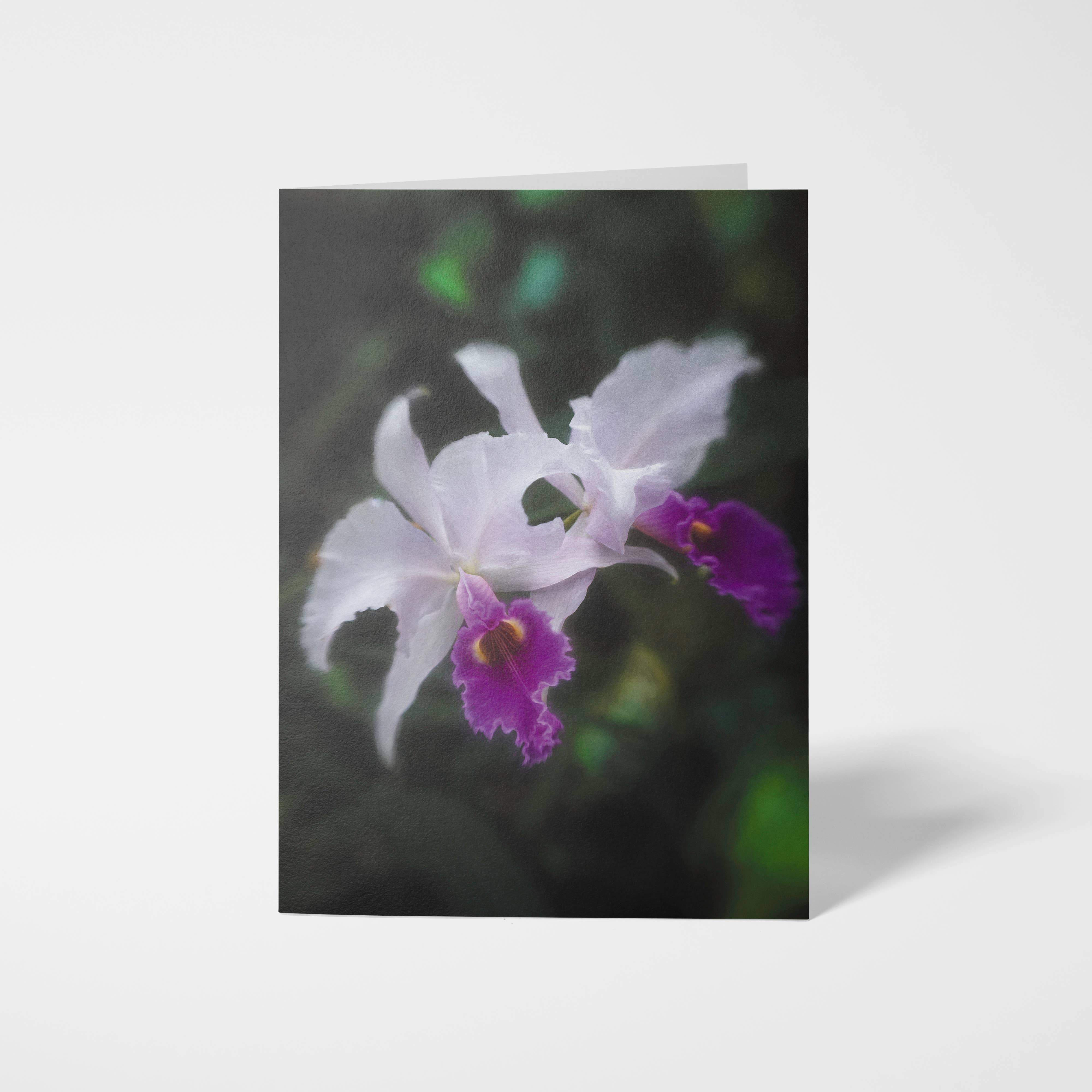 Sheryl’s Virtual Garden - Wholesale Everyday Greeting Card - Cattleya Duet Single 5x7 White & Purple Orchid Greeting Card