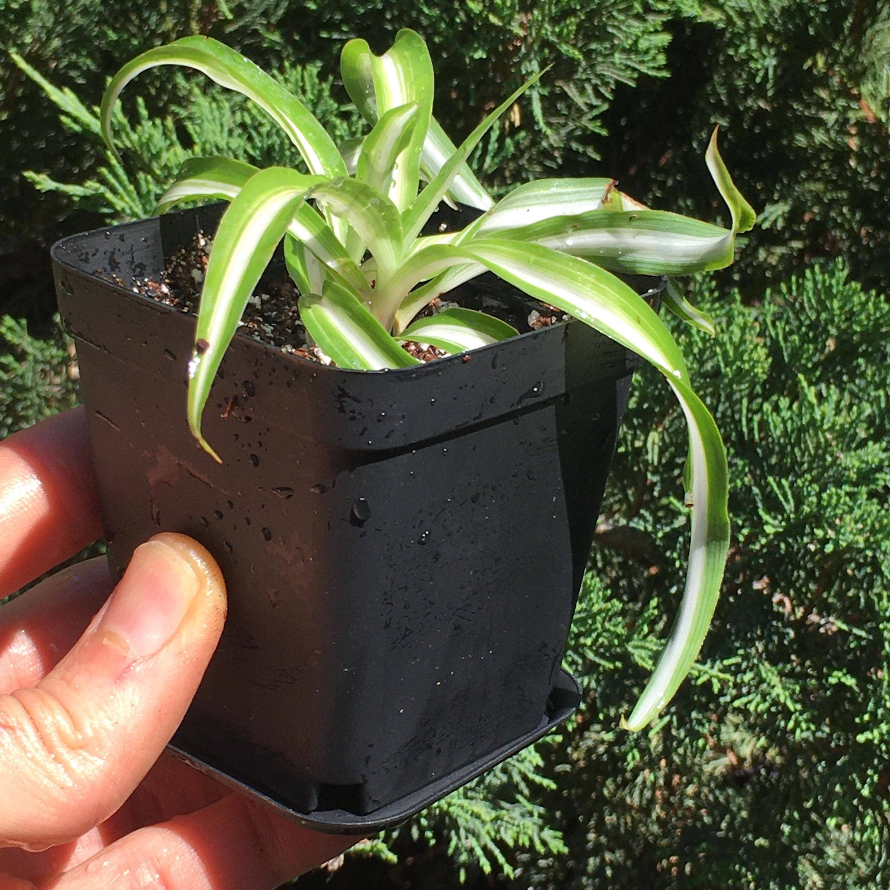 Wildheart Crystals – wholesale Live plant – Curly Bonnie Spider Plant - Rooted Air Purifier6