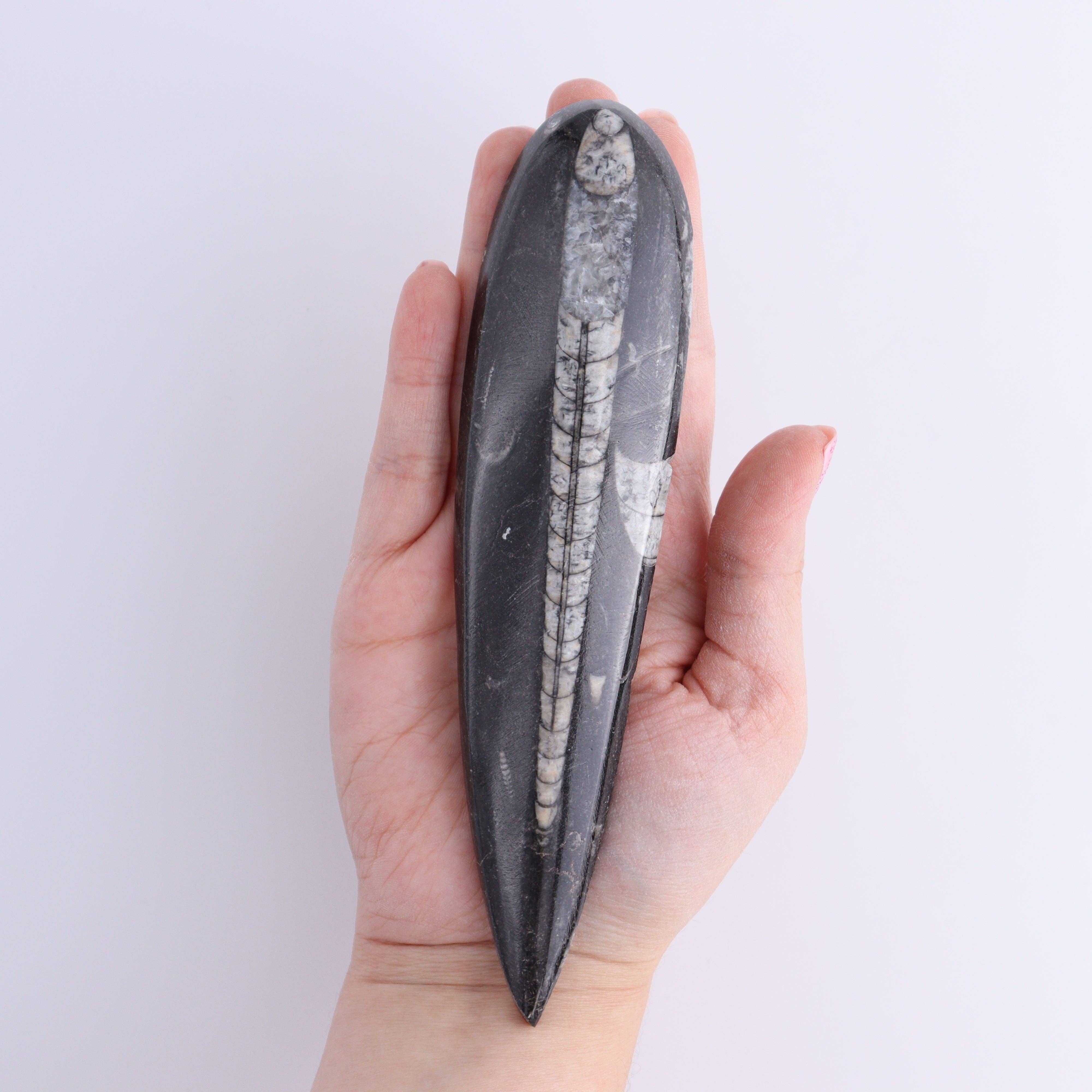 Mi Esperanza Minerals - Wholesale Spiritual Stone/Crystal - Orthoceras Polished Set of 54