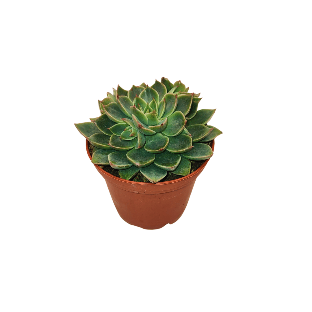 Cactus en ligne – wholesale Succulent – 2.5" Succulent3