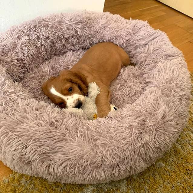 Pet Wiz - Venta al por mayor Cama - Gatos y perros - Cama Donut Suave y Calmante - Calidad Premium para Perros y Gatos19