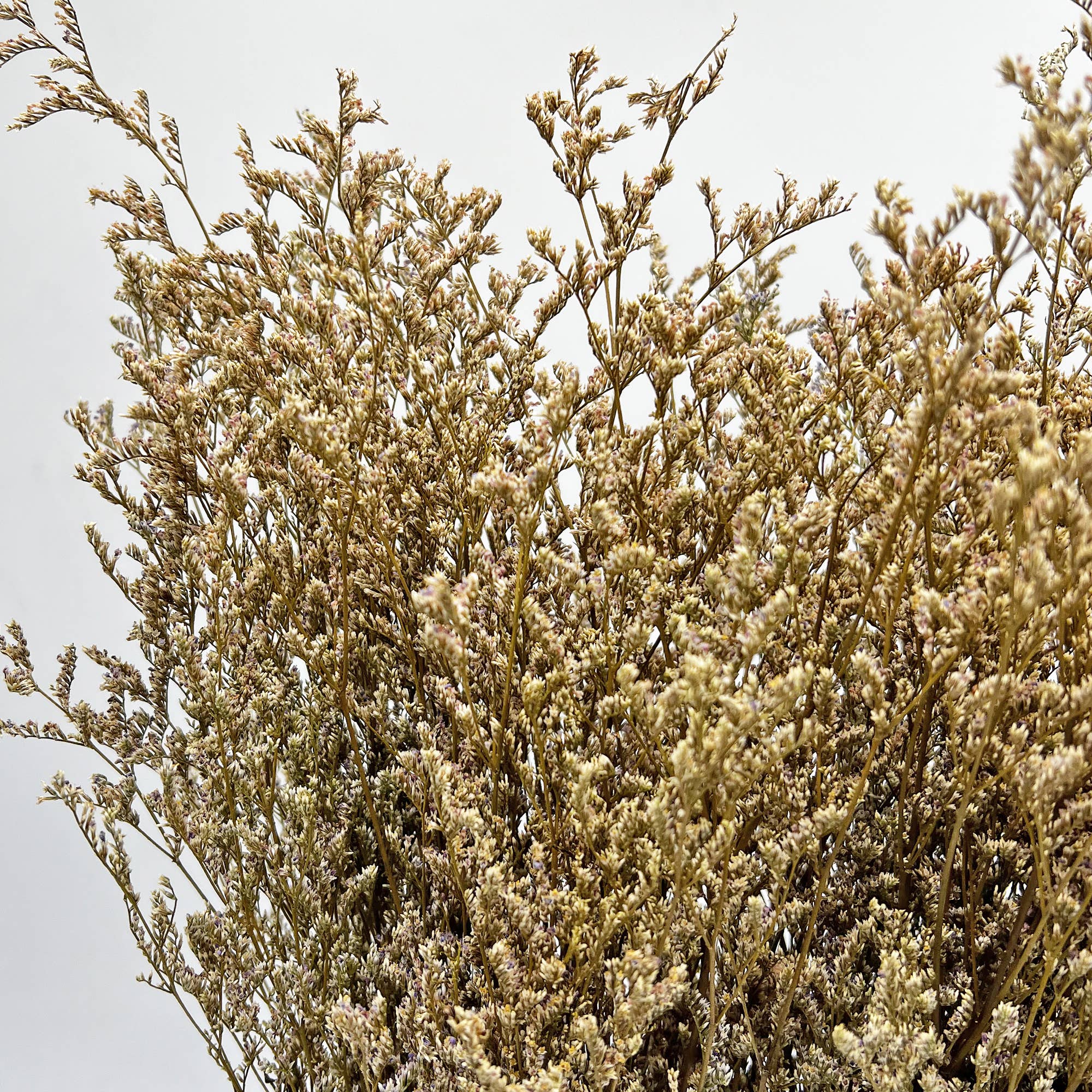 2626 Designs - Wholesale Dried/Pressed Flowers - Dried Preserved Valentin Grass Bouquet 21" Multiple Colors28