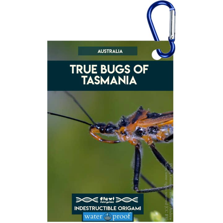 Hemiptera della Tasmania-Indistruttibile Origami per la vendita all'ingrosso da parte di Flexi Field Guides