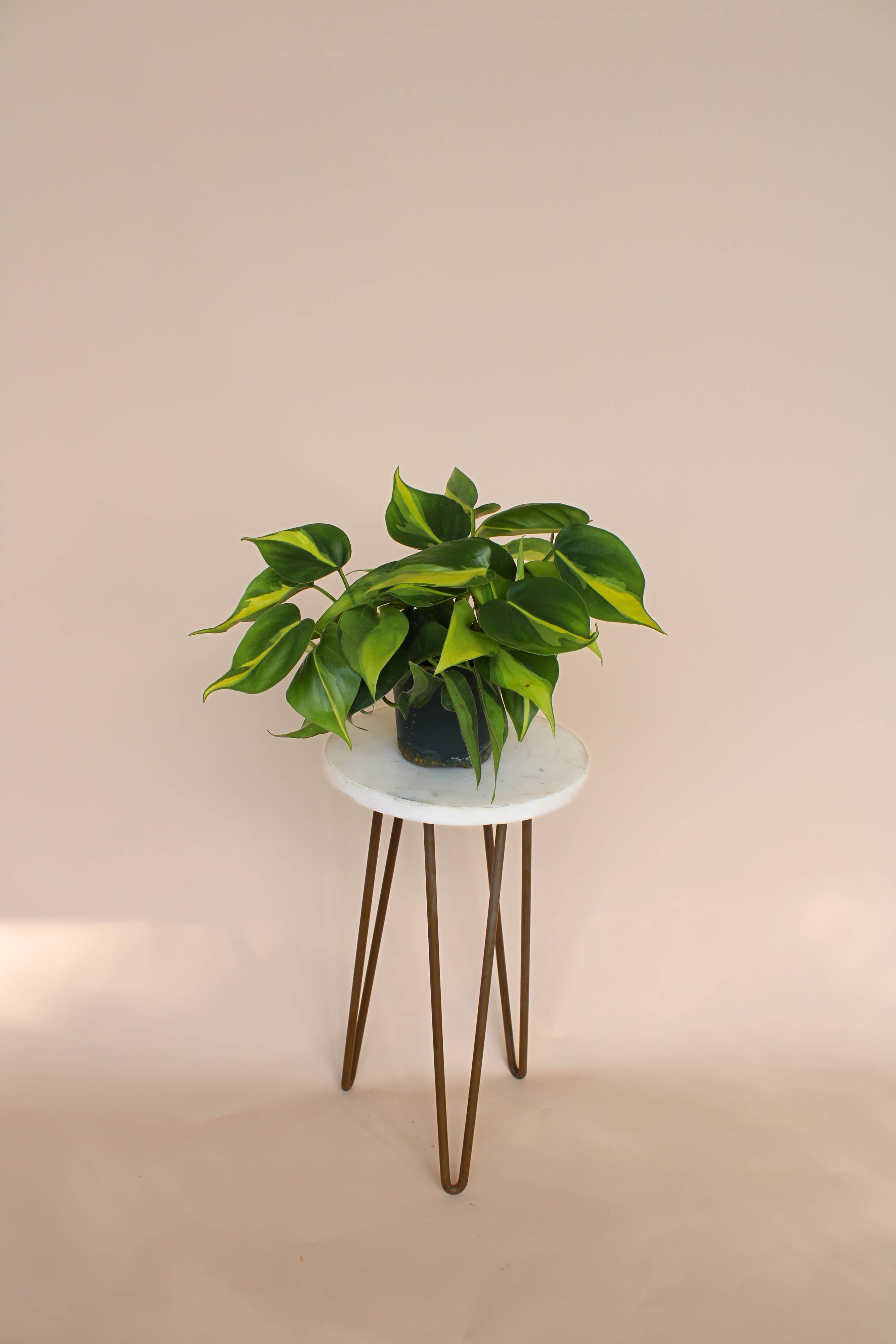 Hidden Valley Ranch & Nursery Inc - Wholesale Live Plant - 4" Philodendron Brasil -Philodendron Hederaceum ‘Brasil’ 🪴1