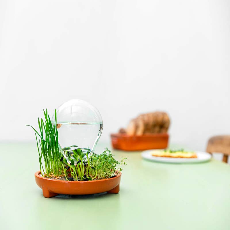 House Of Thol - Wholesale Kitchen Tool/Gadget - PATELLA CRESCENDA - Microgreen sprouting kit 5