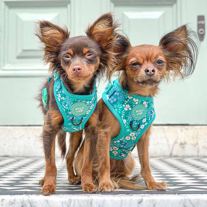 WYLD CUB - Wholesale Pet Harness - Dog - Adjustable Dog Harness: Notting Hill Mint8