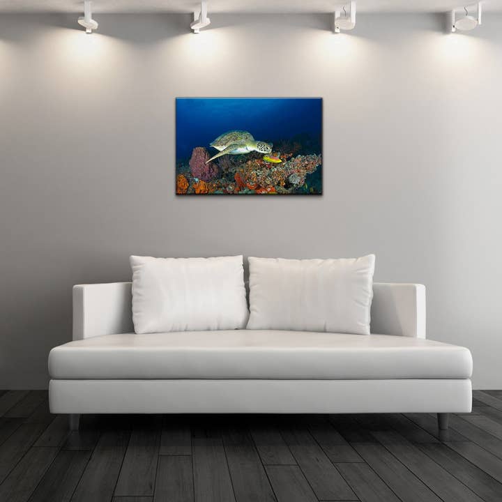 Chris Doherty 'Turtle' Gallery-wrapped Canvas Wall Art for wholesale by Ready2hangart, Inc.