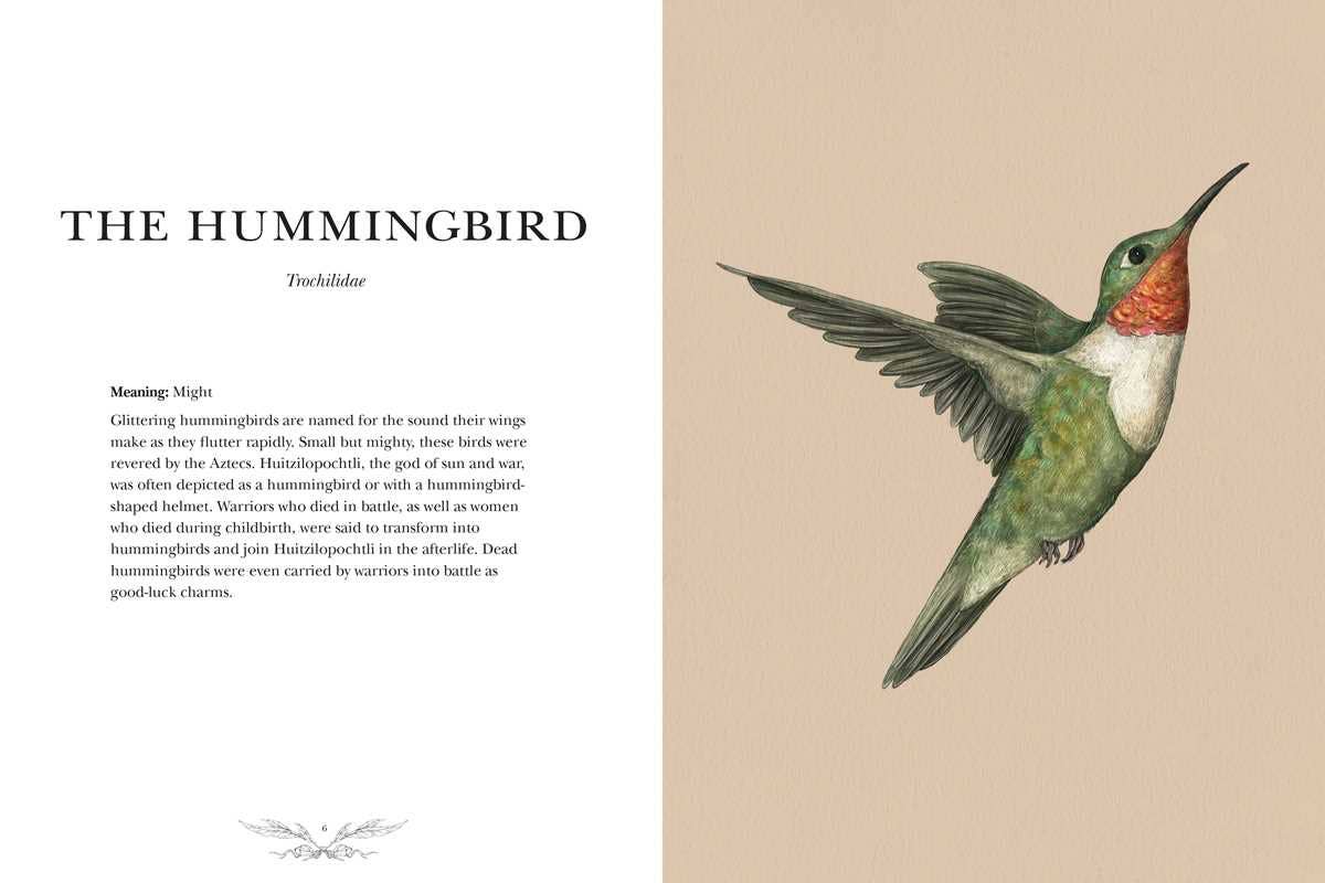 Simon & Schuster - Wholesale Nature & Outdoors - Ornithography by Jessica  Roux3
