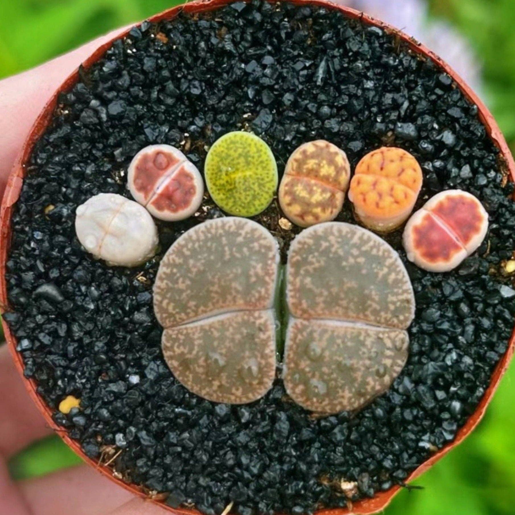 Secret Succulent Garden - Wholesale Succulent - Live Plant - 1 double-head(0.8") + 6 small(0.5") lithops "Double Foot-Shaped"1