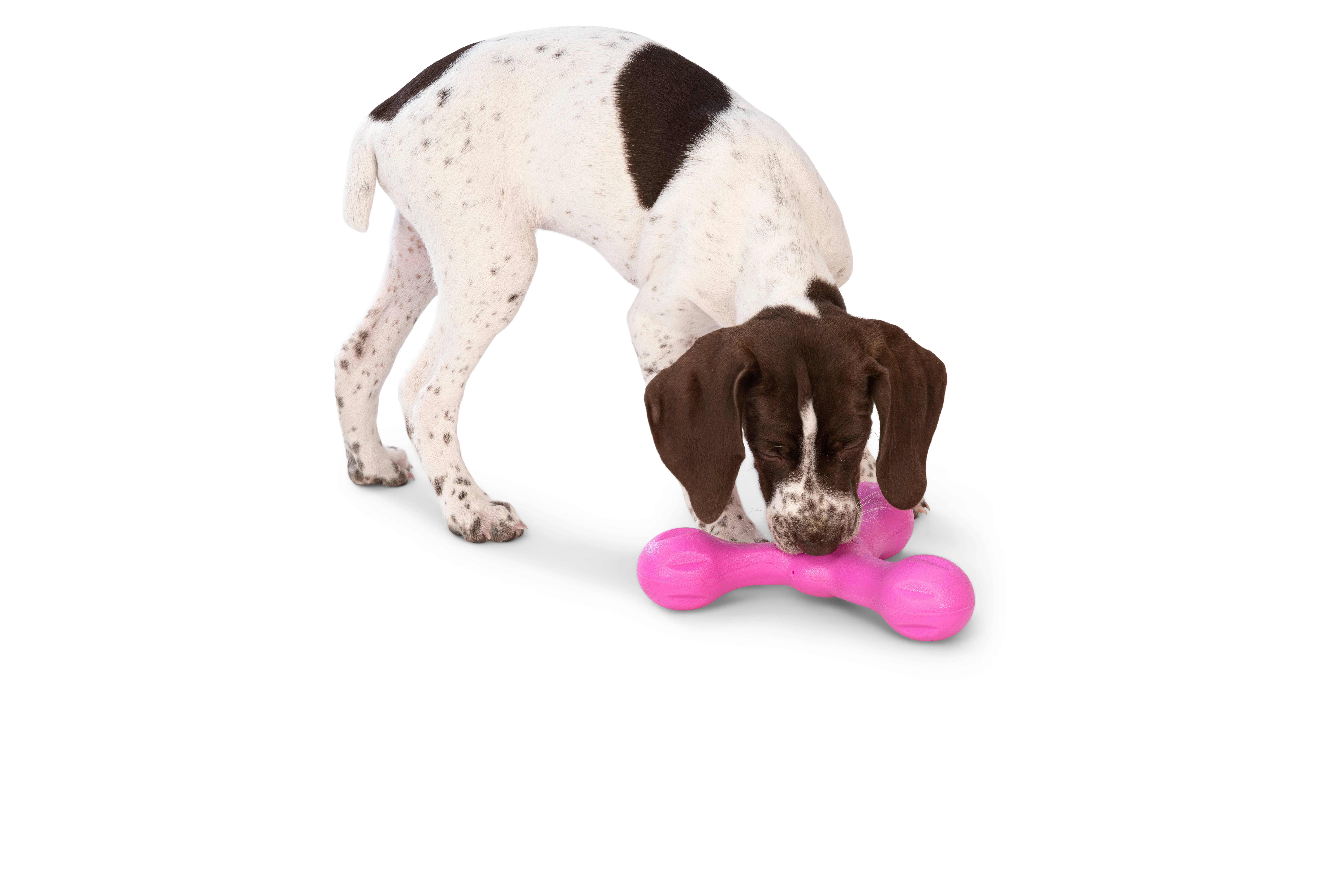 West Paw - Wholesale Pet Chew Toy - Dog - Skamp® Dog Toy for Play, Tug, and Fetch2