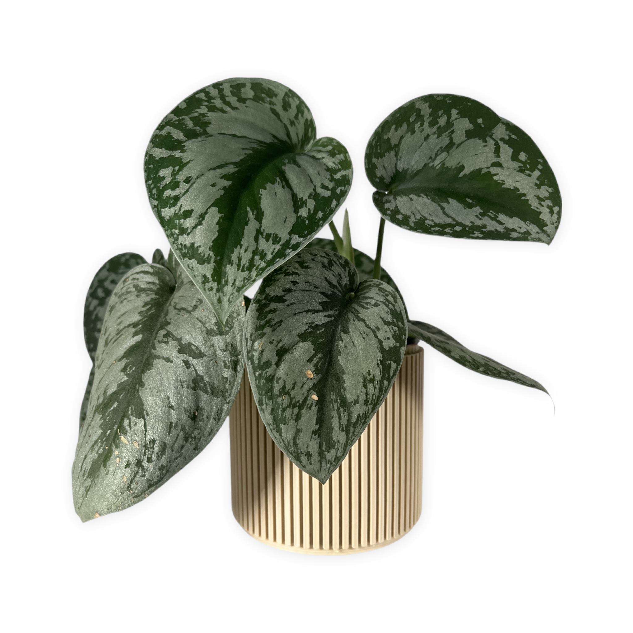 Leafprints.3d - Wholesale Plant Pot - The Willow – 4 Inch Cover Pot (No Drainage)4