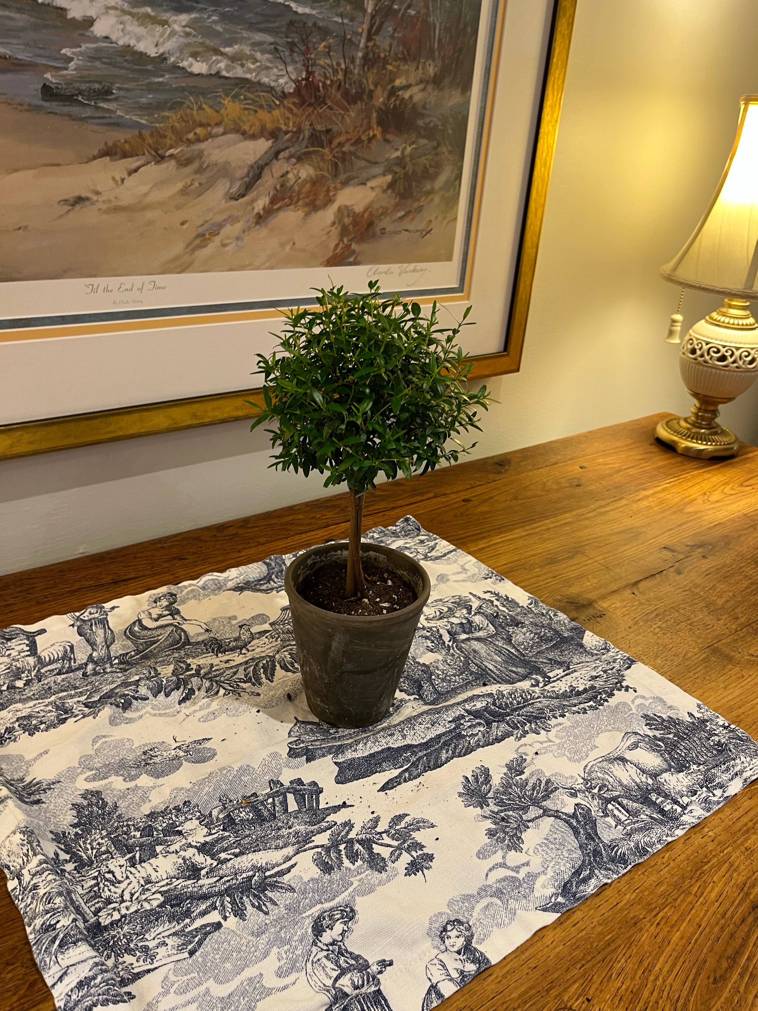 Sunrise Topiaries - Wholesale Live Plant - Live Single Ball Myrtle Topiary in 4 inch Pot4