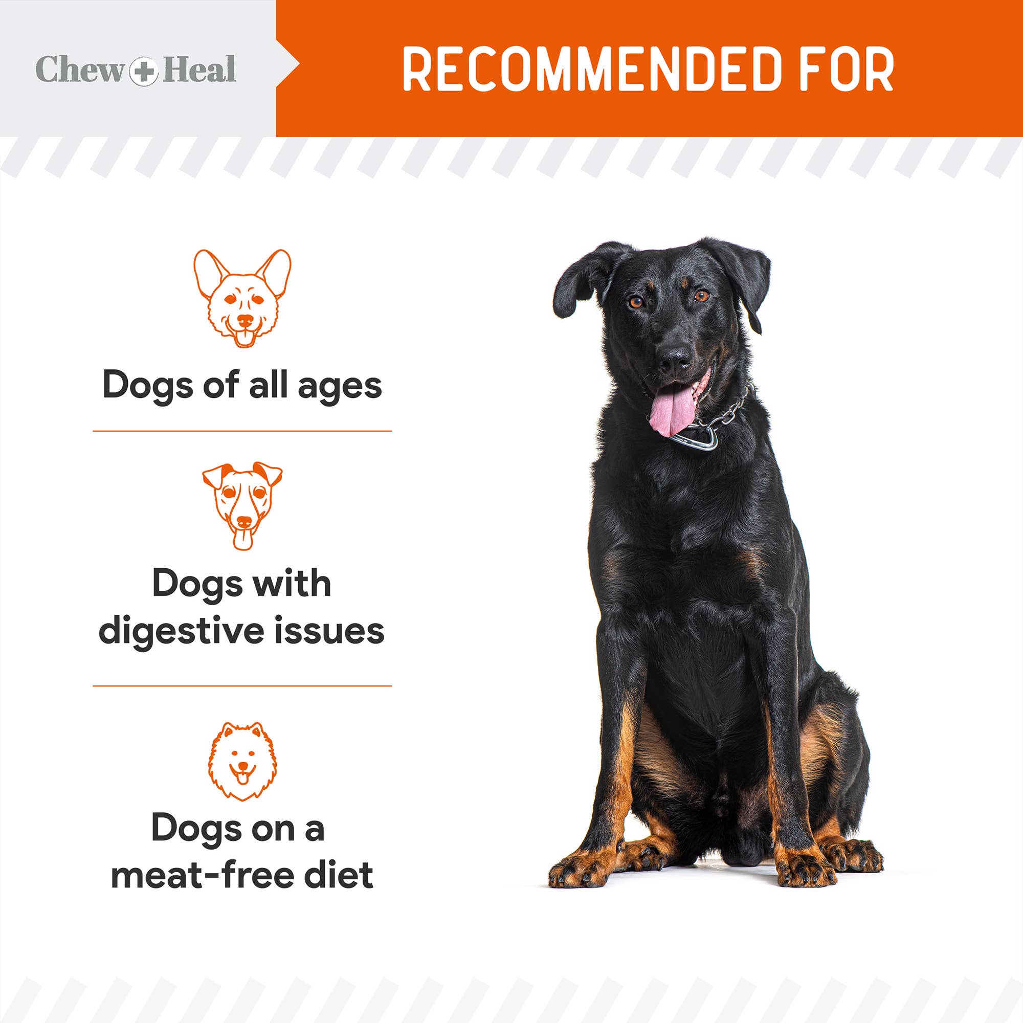 Chew + Heal - Vente Friandises – chien - Friandises croquantes à la citrouille et aux probiotiques pour chiens8