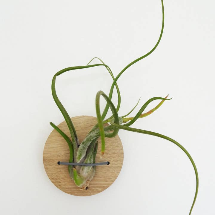 Etairnity – wholesale Live plant – Tillandsia Caput-Medusa2
