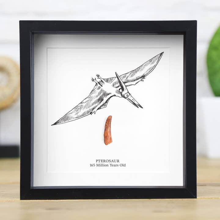 Marco para caja con diseño de dientes de pterodáctilo e ilustración de fósiles de dinosaurio para venta al por mayor de Curated Studio