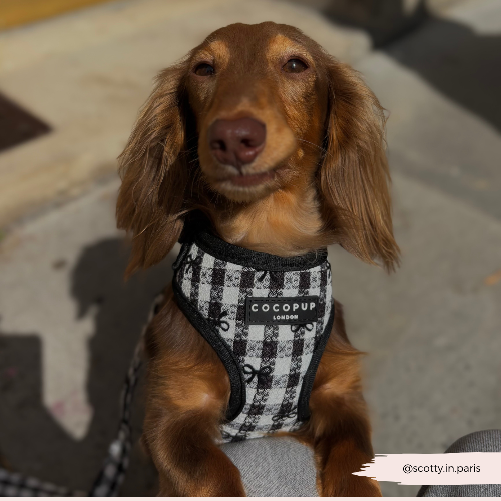 Cocopup London – wholesale Pet harness – Dog – Pup in Paris Adjustable Neck HARNESS6