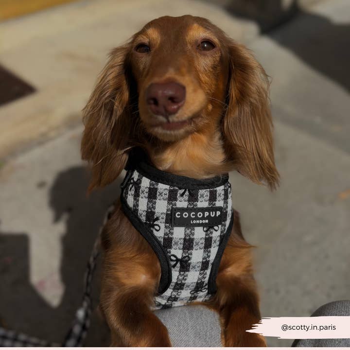 Cocopup London – wholesale Pet harness – Dog – Pup in Paris Adjustable Neck HARNESS6