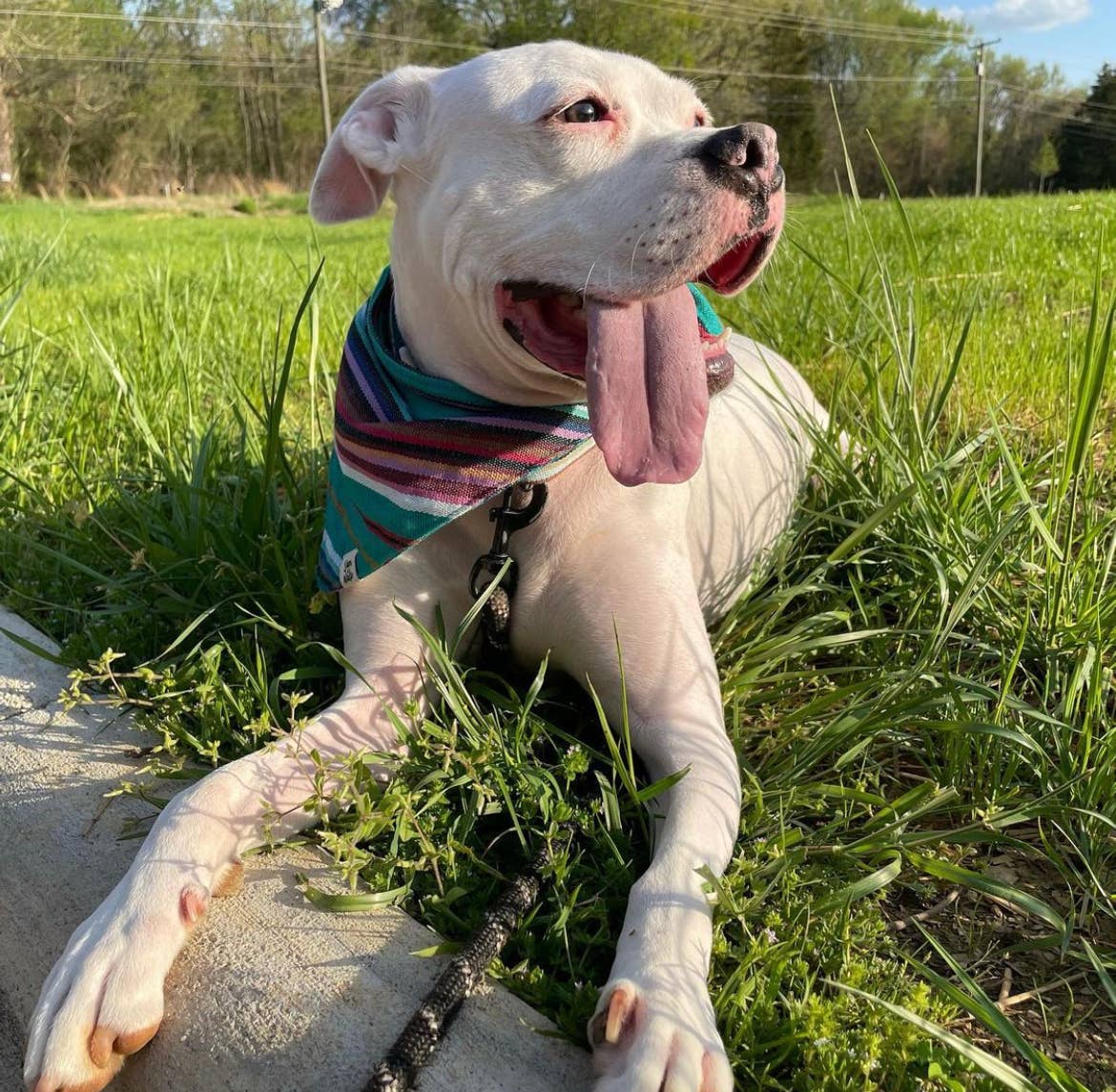 Sam & Nala | intentional style for pets & their people – Bandana - Cão por atacado – Bandana para cachorro Spring Hills - Comércio Justo e feita por artesãos2