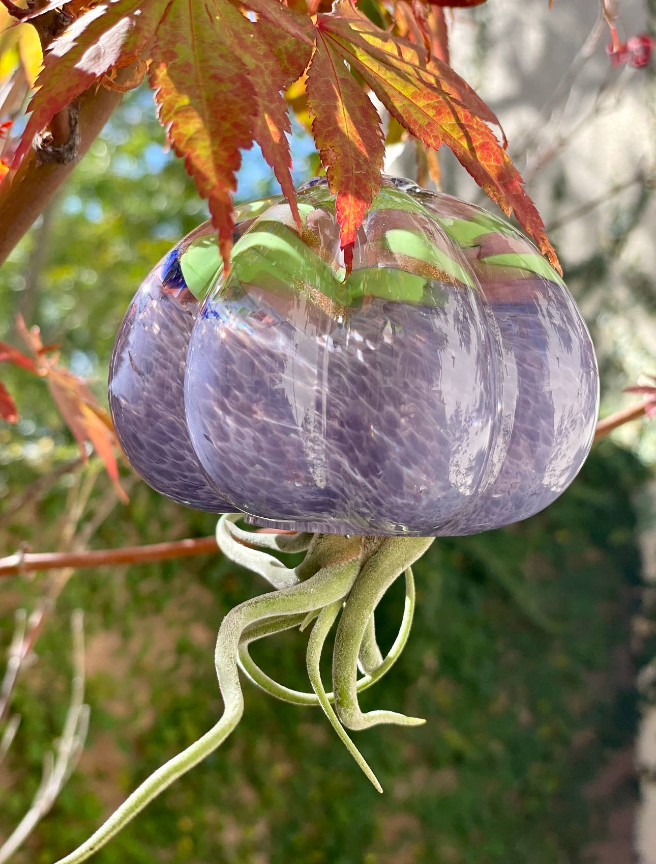 ApricotMint - Wholesale Hanging Planter - Cauliflower Jellyfish Air Plant Holder (plant not included)8