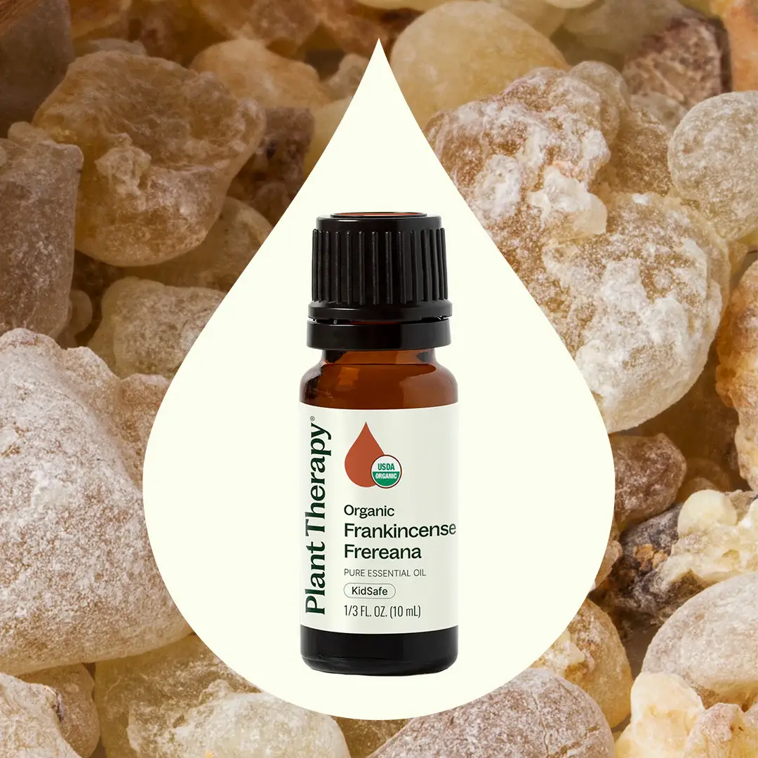 Plant Therapy - Wholesale Essential Oil - Organic Frankincense Frereana Essential Oil 10 mL1