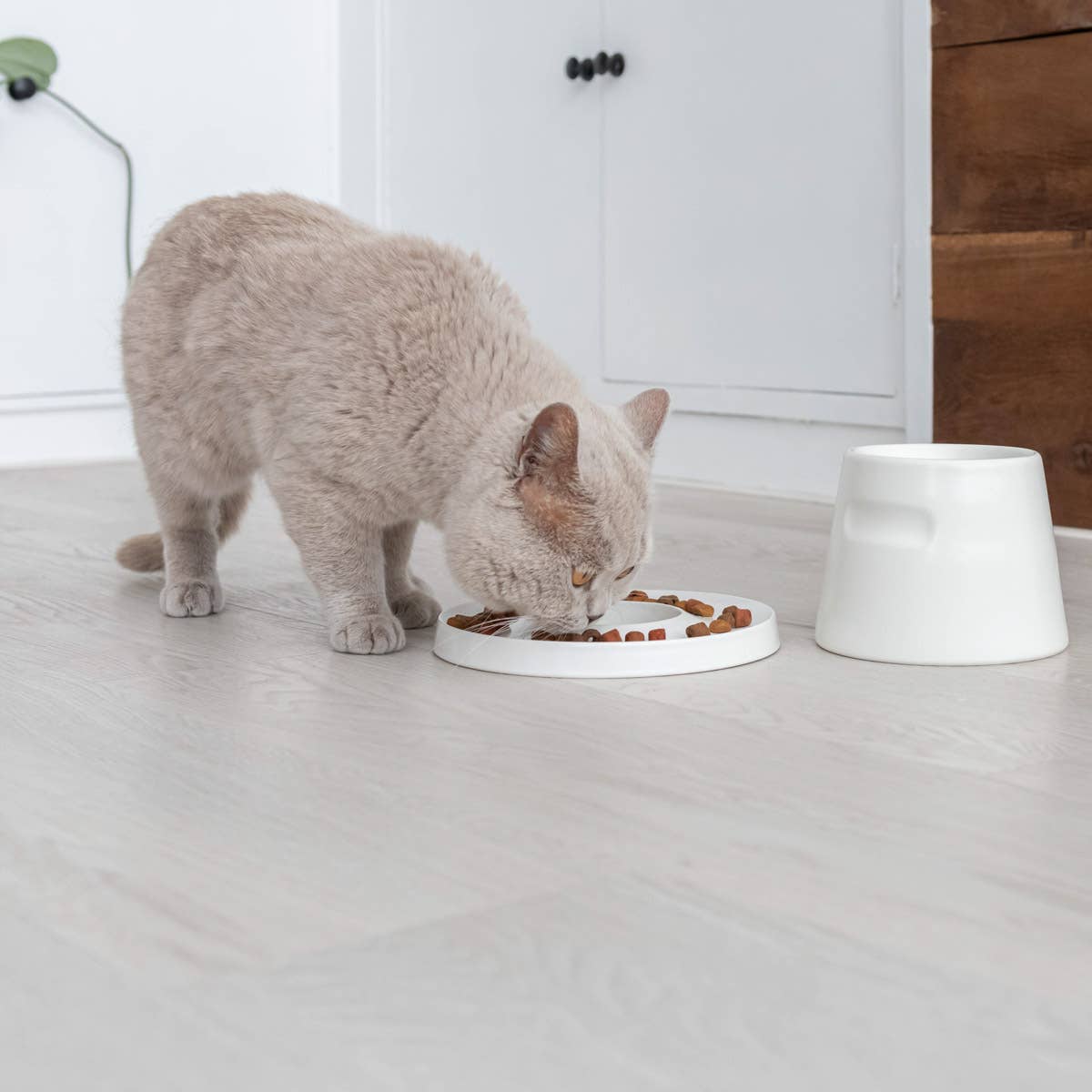 Hoopo – wholesale Husdjursskål - Katt och hund – Hoopo Ring slowfeeder för katt5