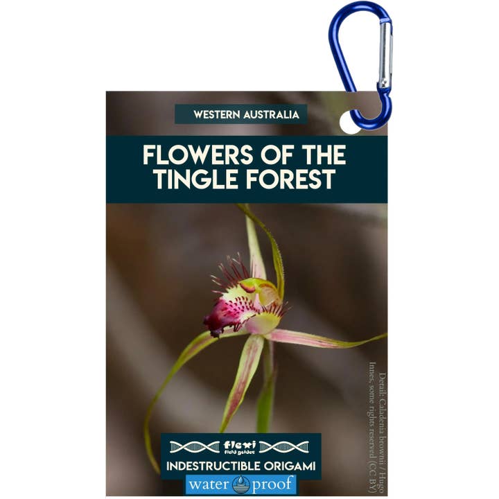Bloemen van het Tingle-woud-Onverwoestbaar Origami voor wholesale door Flexi Field Guides