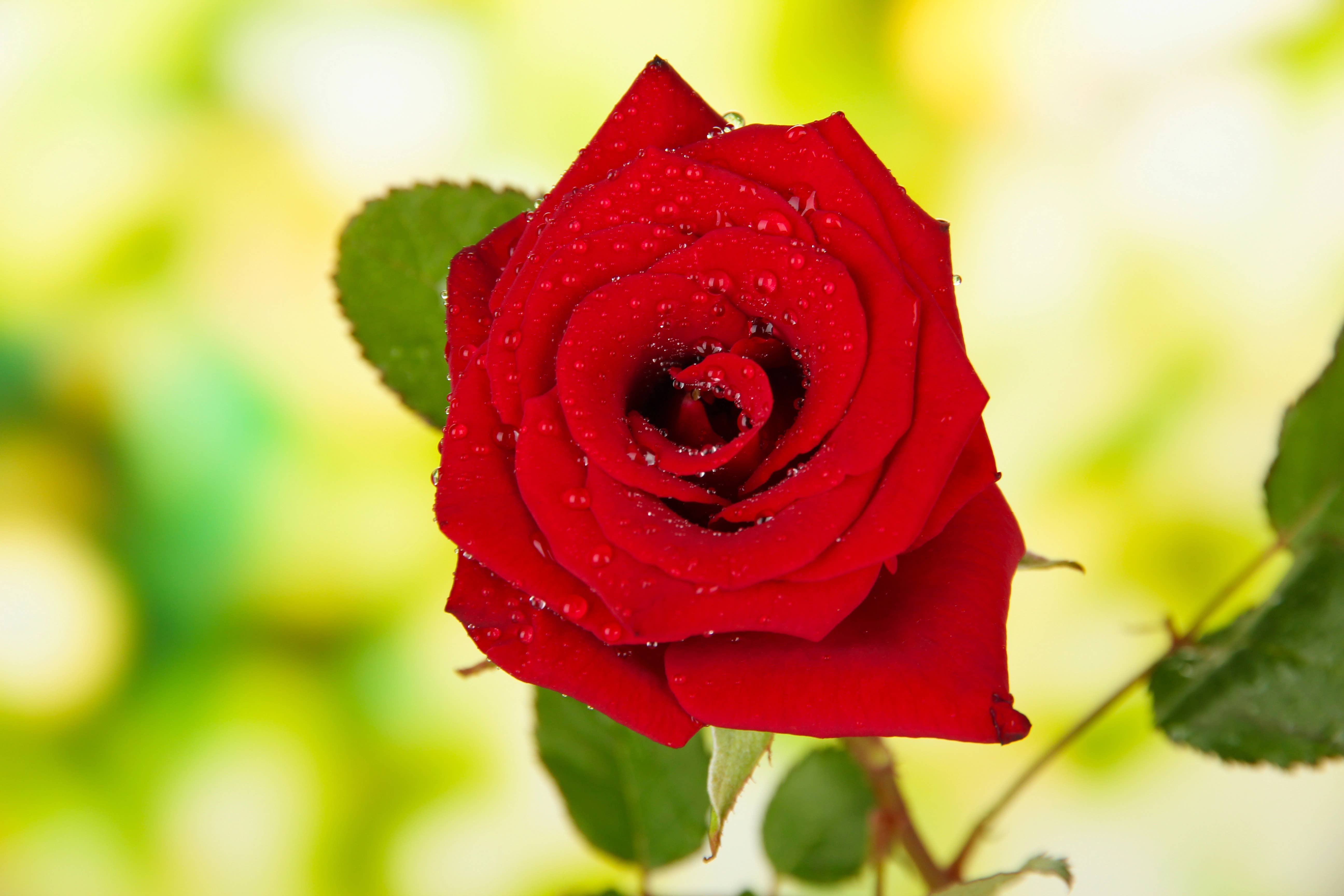 The Herbologist Shop - Wholesale Health/Detox Tea - Grief Relief Tea Loose Leaf Organic 2oz4