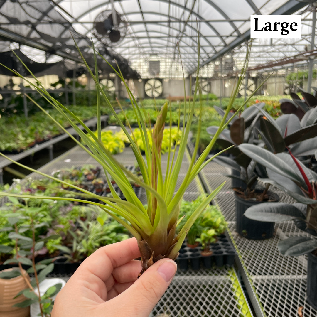 Thorsen's Greenhouse - Wholesale Live Plant - Air Plant - Assorted13