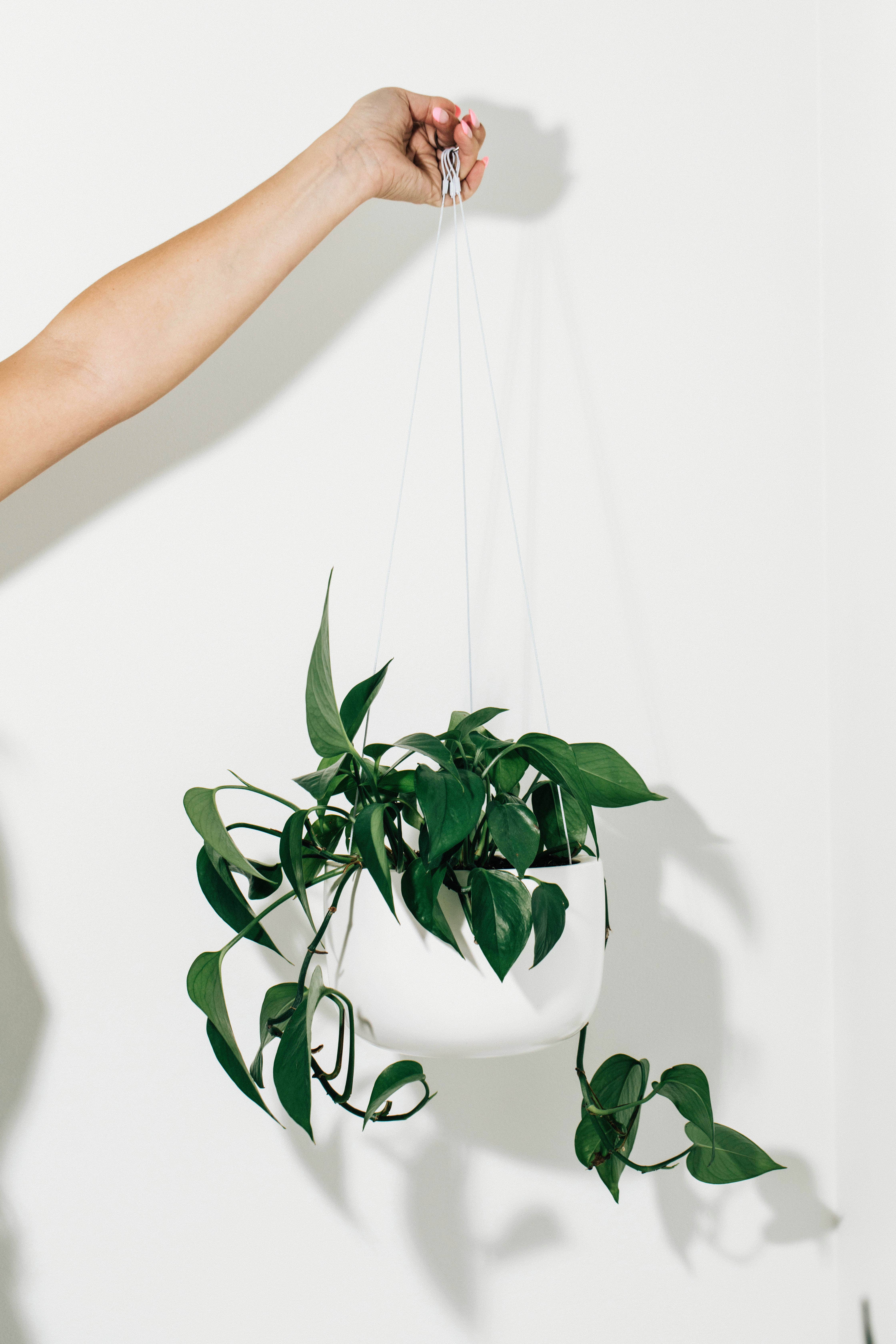 Hudson and Oak - Wholesale Hangende plantenbak - Hangende plantenbak