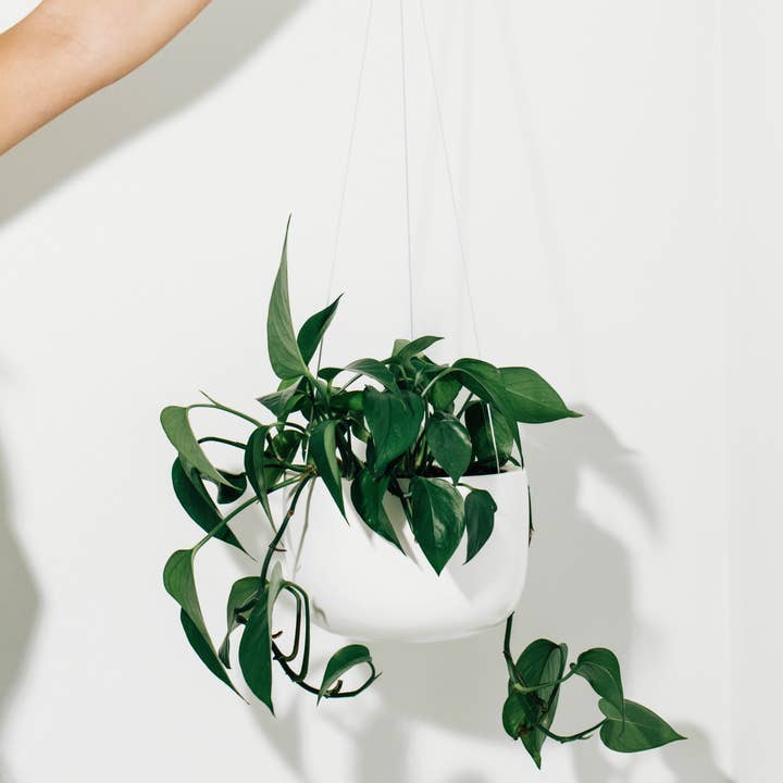 Hanging Planter for wholesale by Hudson and Oak