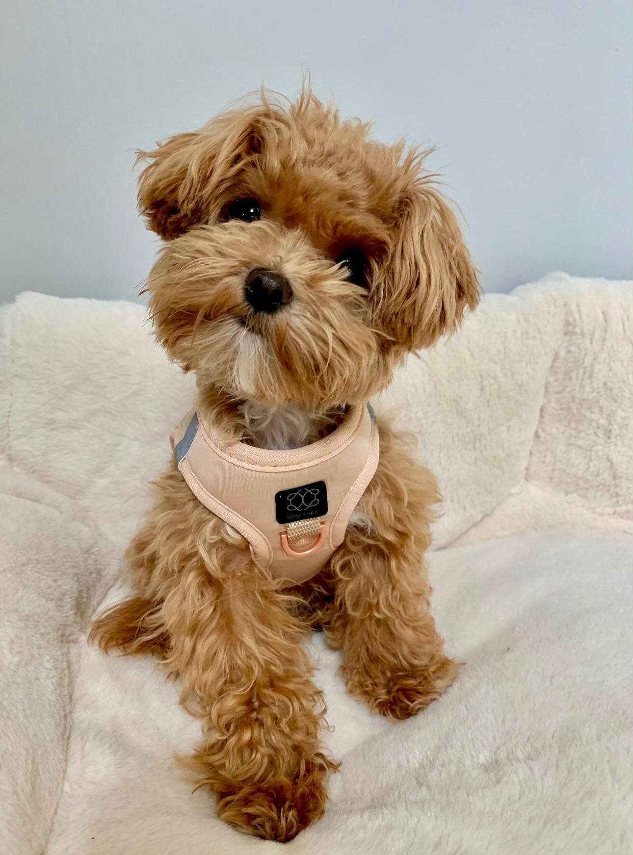 Dogistry™ - Wholesale Pet Harness - Dog - SoHo Dog Harness - Dune5