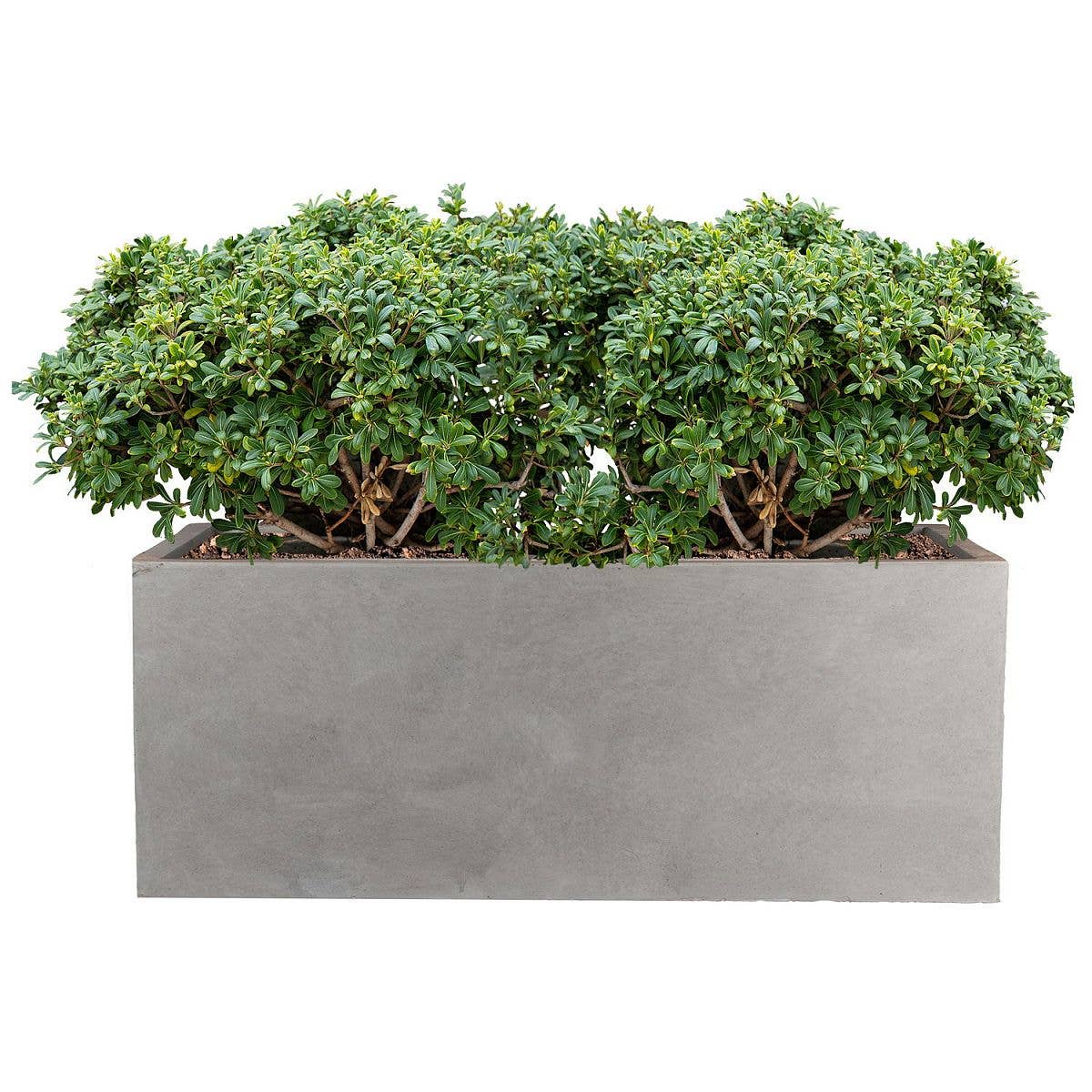 Idealist Lite Fibrestone Planters - Vente Jardinière - Potager contemporain léger en béton résistant au gel7