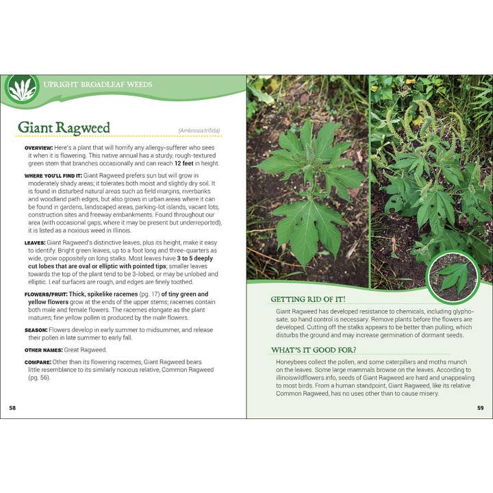 AdventureKEEN - Wholesale Book - Adult - Common Backyard Weeds of the Upper Midwest