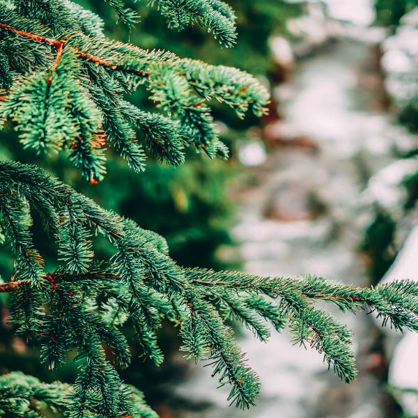 Wicked Soaps Co. - Wholesale DIY Craft Kit - Luxury Candle Making Kit | Soy Wax Wood Wick Candle | Wicked Soaps Co.1