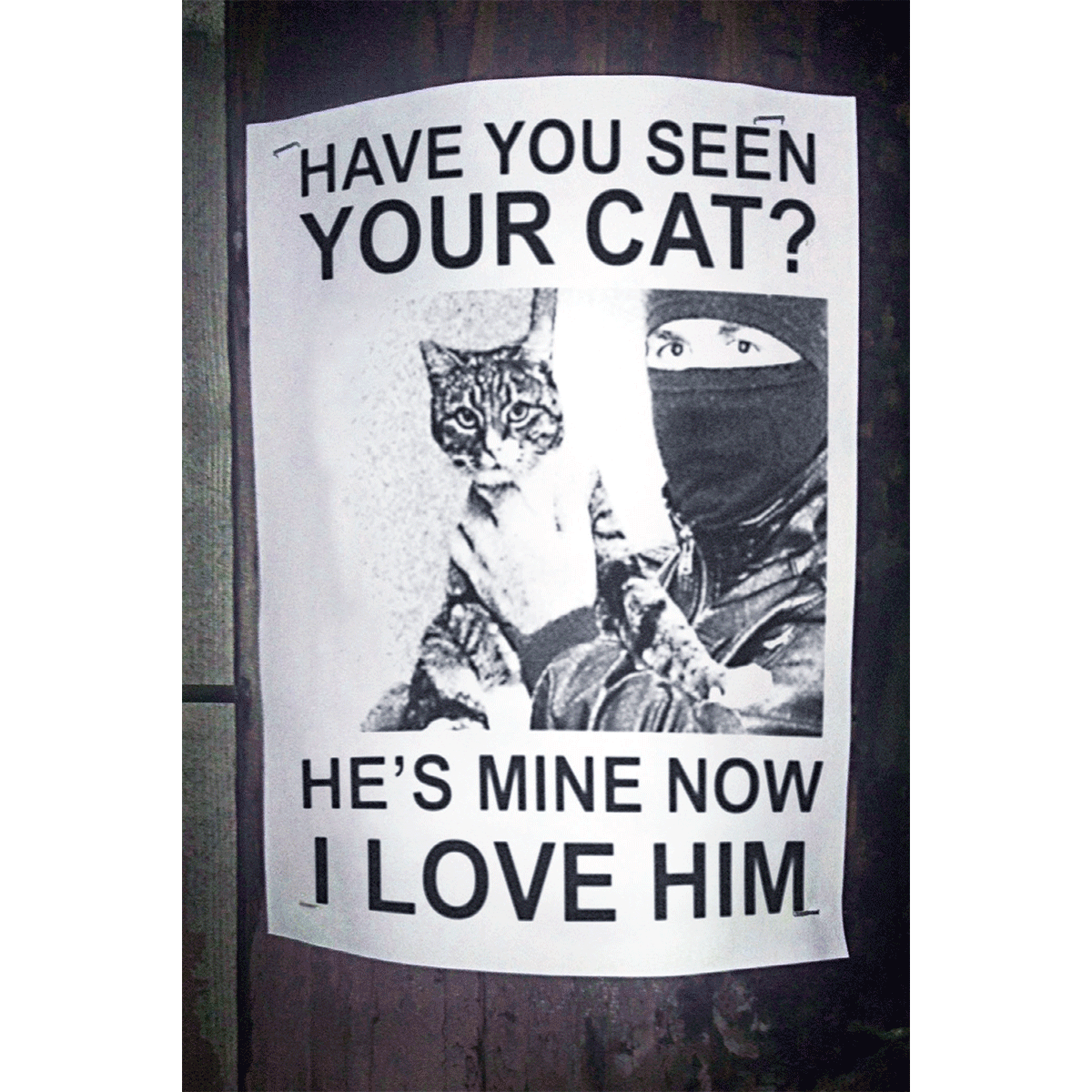 LiartownUSA - Wholesale Postcard - Have You Seen Your Cat?0