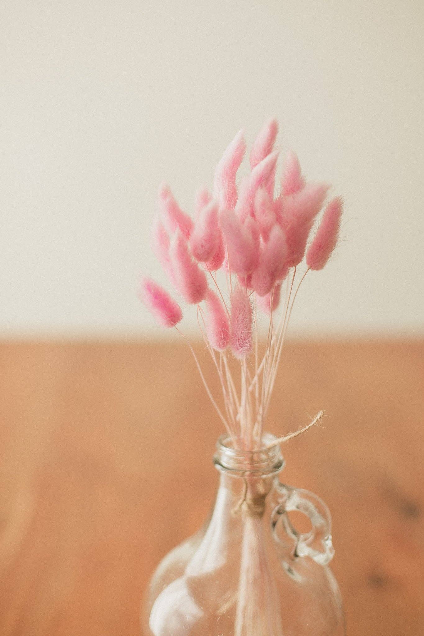 Eucalypt Co. - Venta al por mayor Flores secas/prensadas - Colas de conejo preservadas5