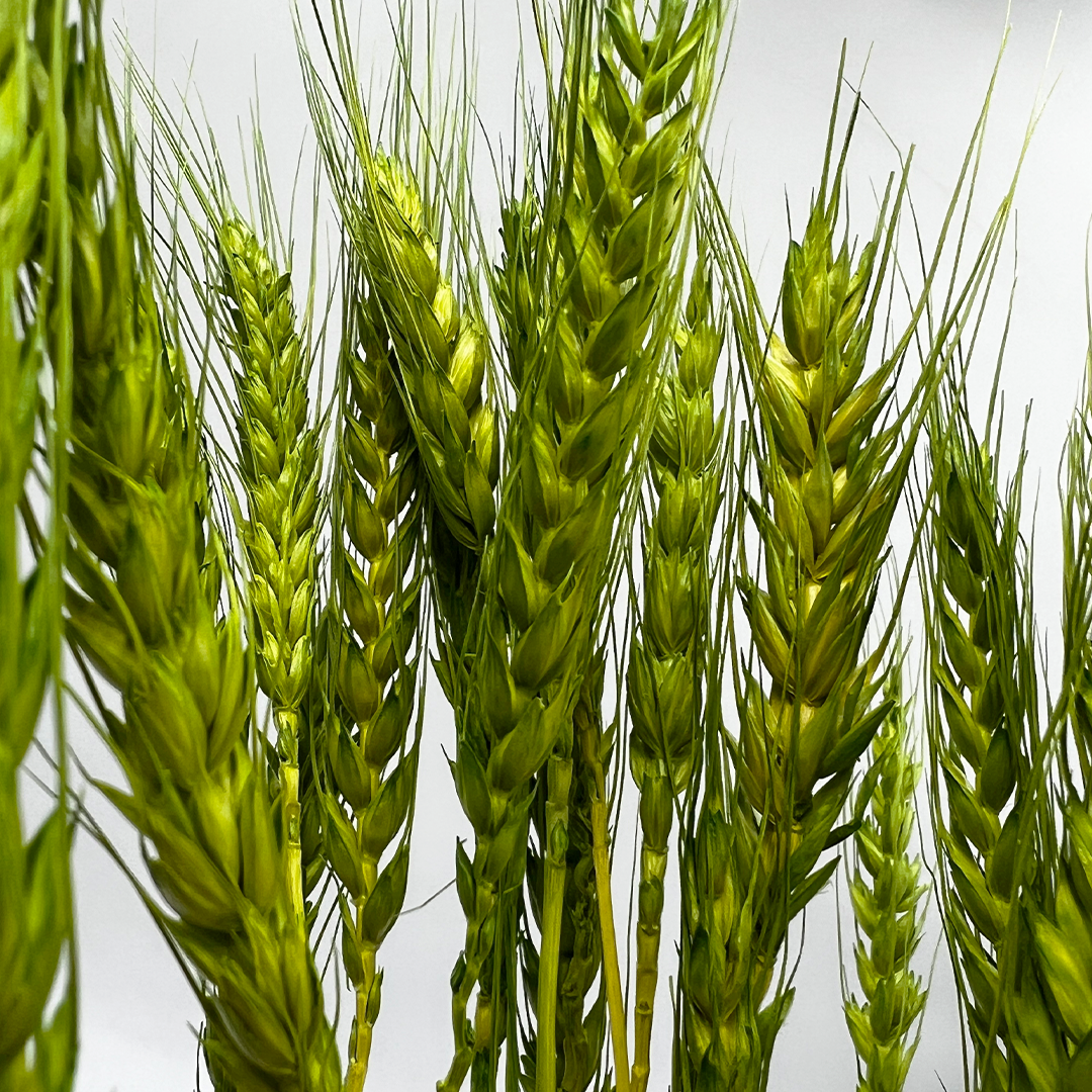 2626 Designs – wholesale Torkade/pressade blommor – Torkat vete, 50 st, cirka 61 cm långt14