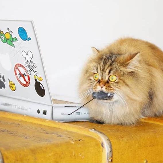 SUCK UK Ltd - USA - Wholesale Pet Scratcher - Cat - Cat Laptop Scratch Pad5