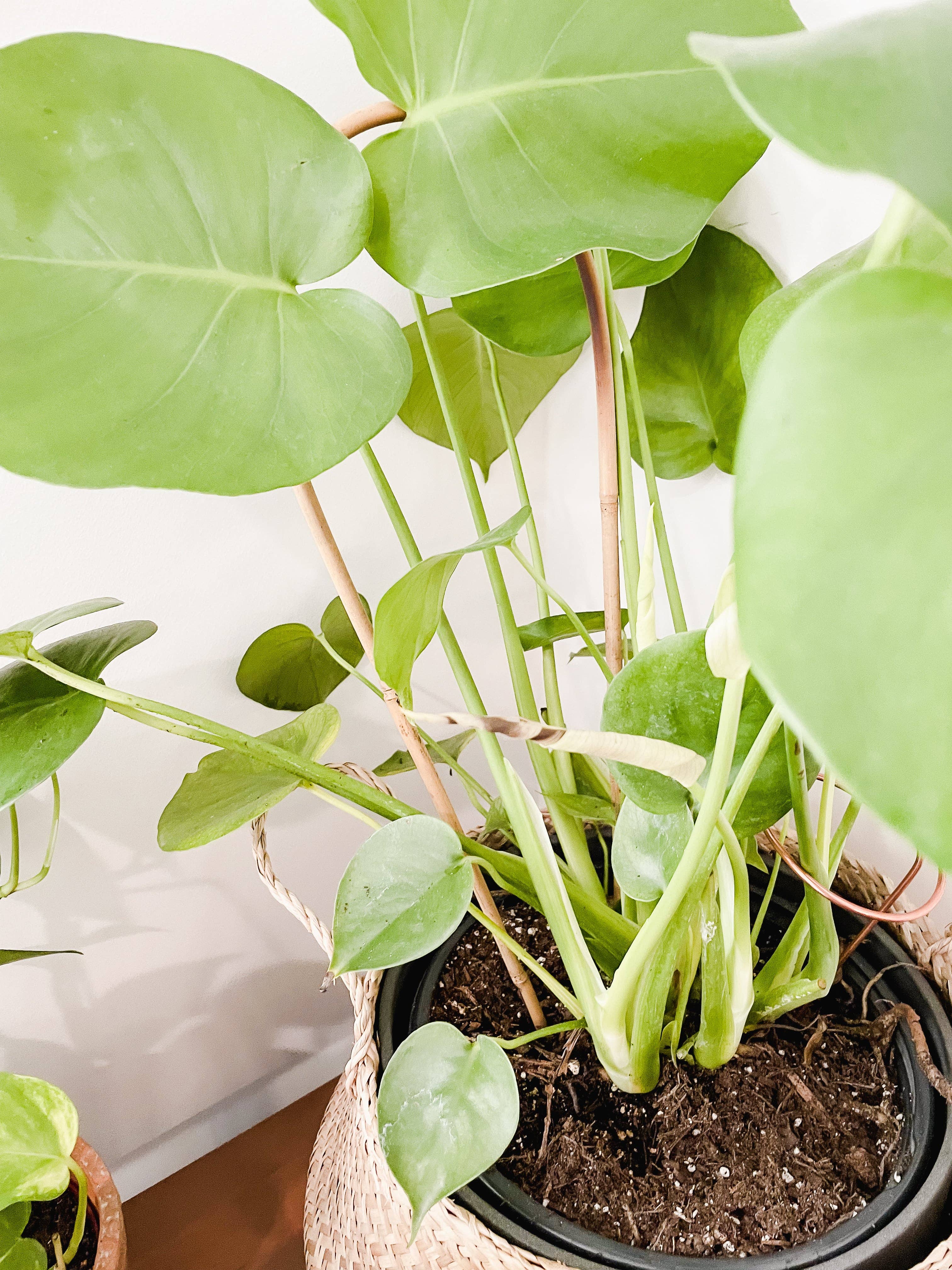 Above The Soil - Vente Treillis - Support de treillis en bambou en forme de U pour plantes grimpantes7