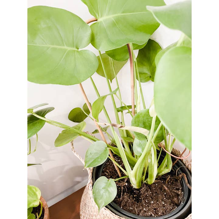 Above The Soil - Vente Treillis - Support de treillis en bambou en forme de U pour plantes grimpantes7