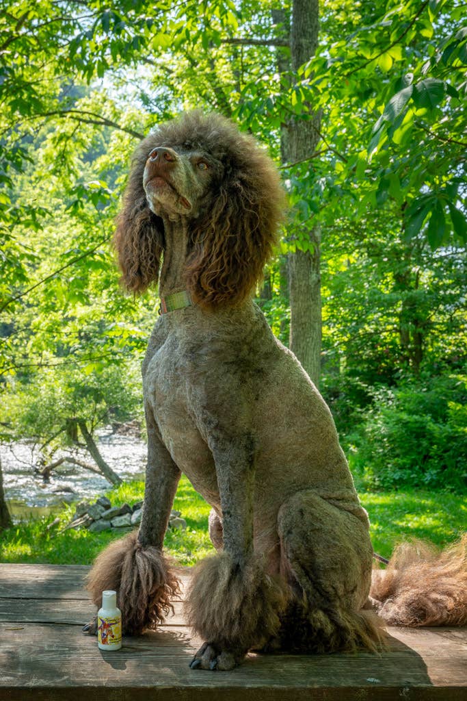 The Appalachian Goat - Wholesale Body Cream/Lotion - 2oz and Lemongrass Goat's Milk Lotion3