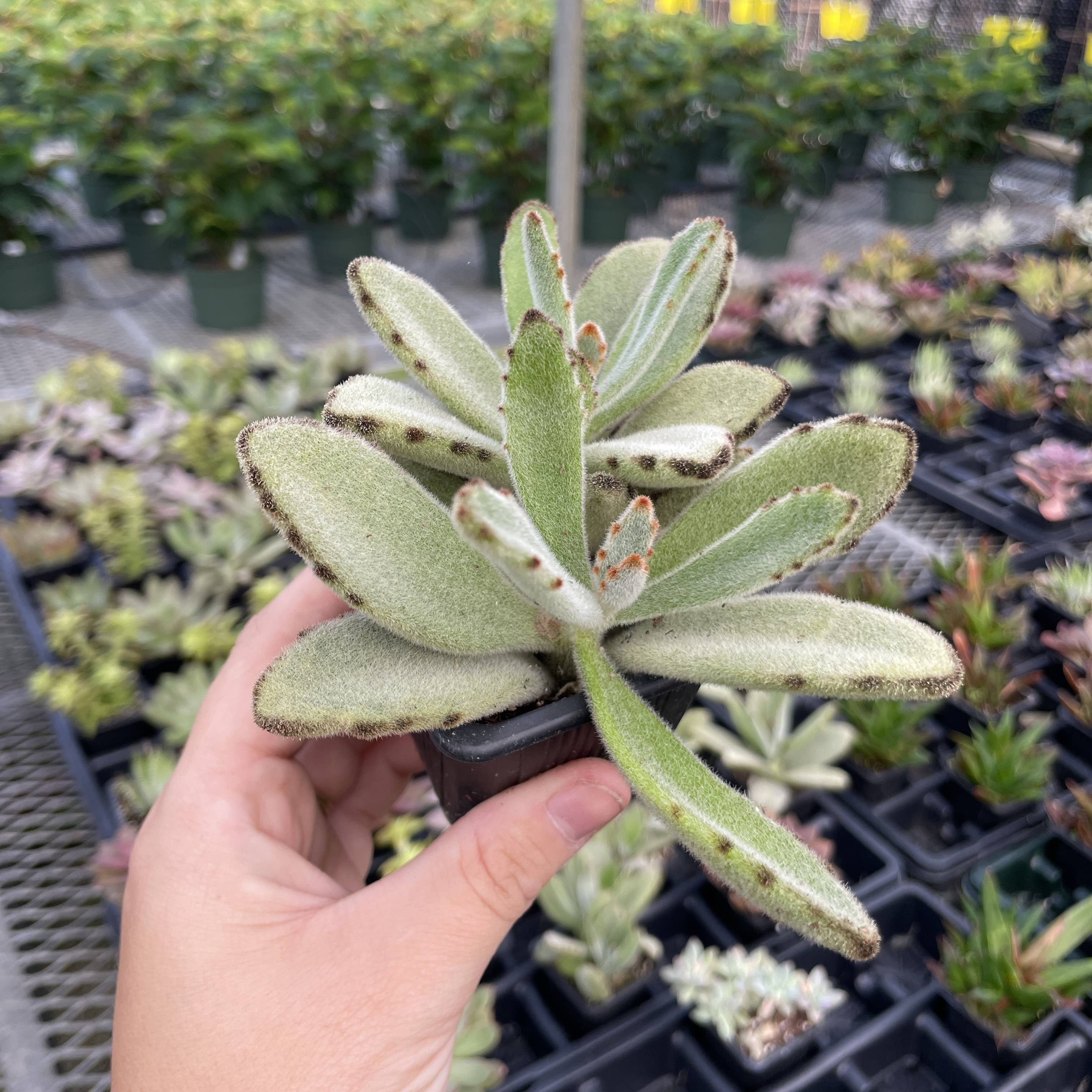 Thorsen's Greenhouse - Vente Plante - Plante Grasse Variée - Plante Vivante8