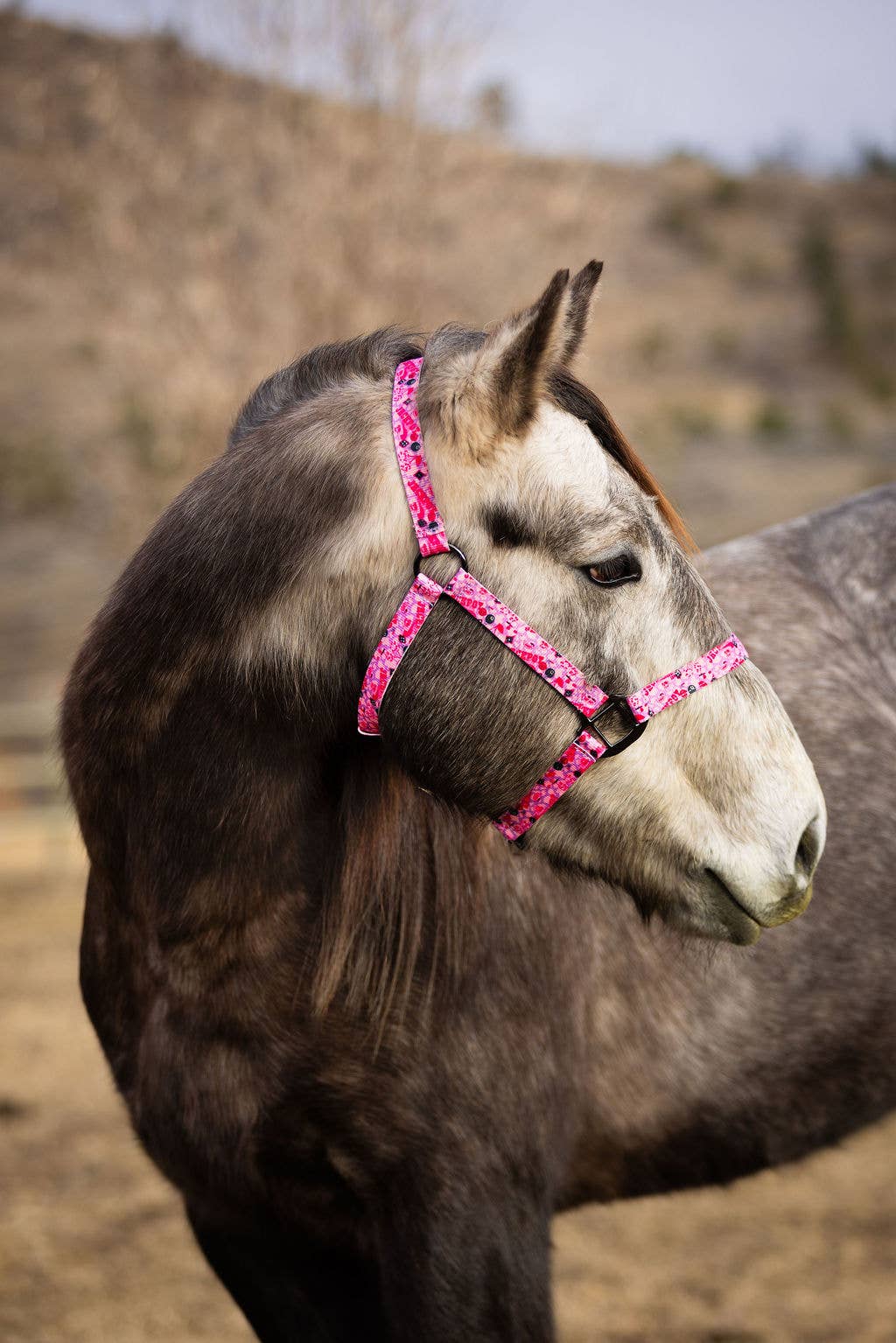Schulz Equine - Wholesale Horseback Riding Gear - Nylon Halter - Horse Size28